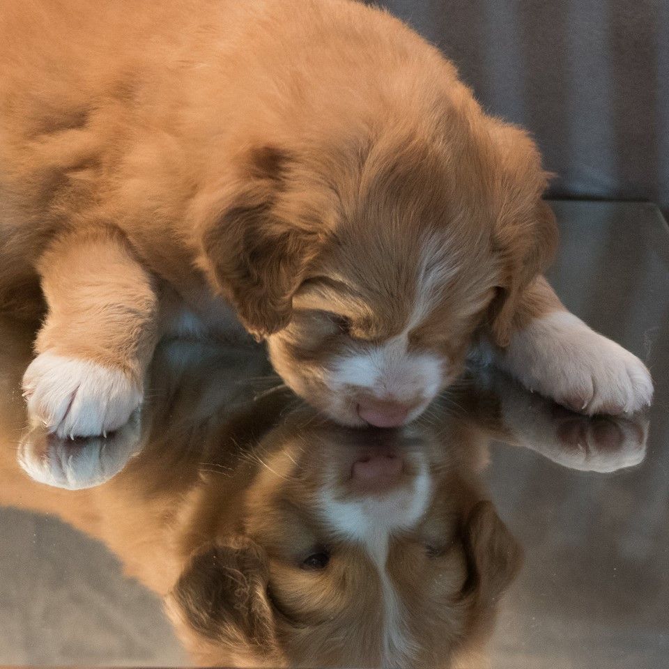 Passion And Fire NSDT Retriever