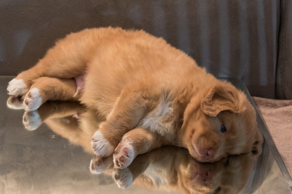 Passion And Fire NSDT Retriever