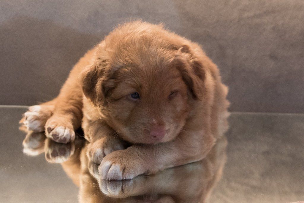 Passion And Fire NSDT Retriever