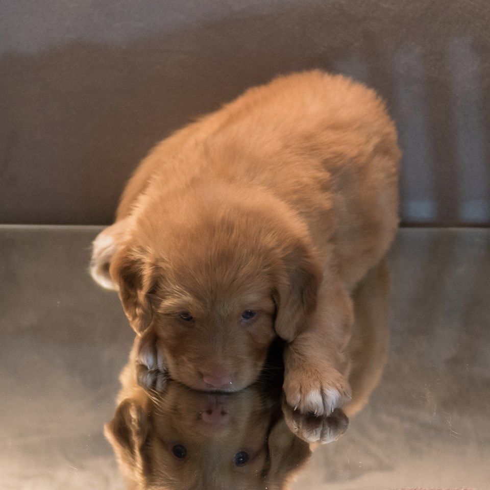 Passion And Fire NSDT Retriever