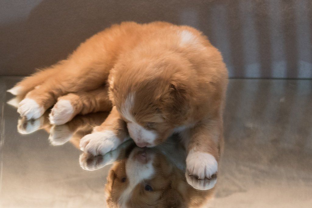 Passion And Fire NSDT Retriever