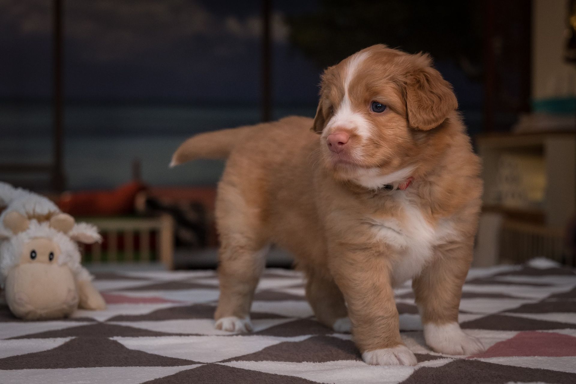 Passion And Fire NSDT Retriever