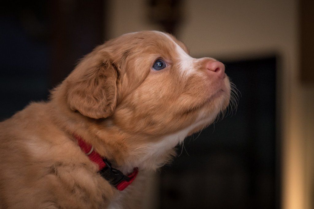 Passion And Fire NSDT Retriever