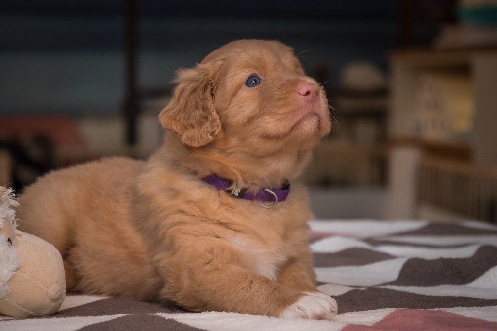 Passion And Fire NSDT Retriever