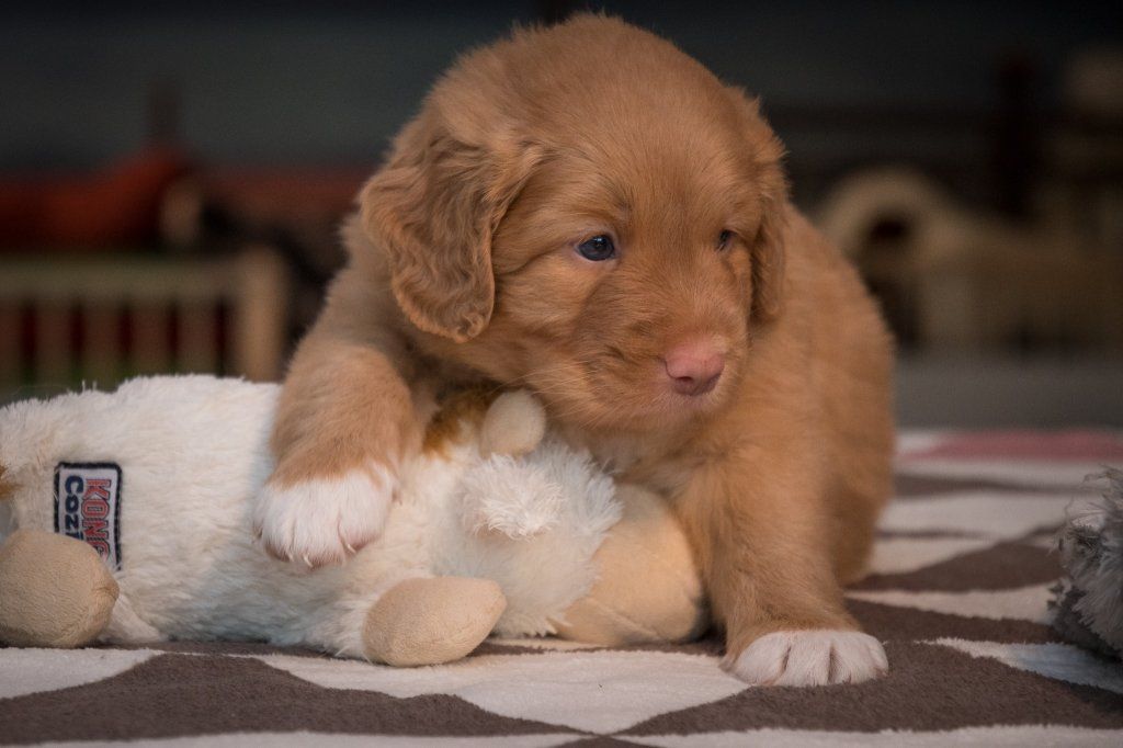 Passion And Fire NSDT Retriever