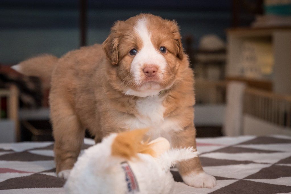 Passion And Fire NSDT Retriever