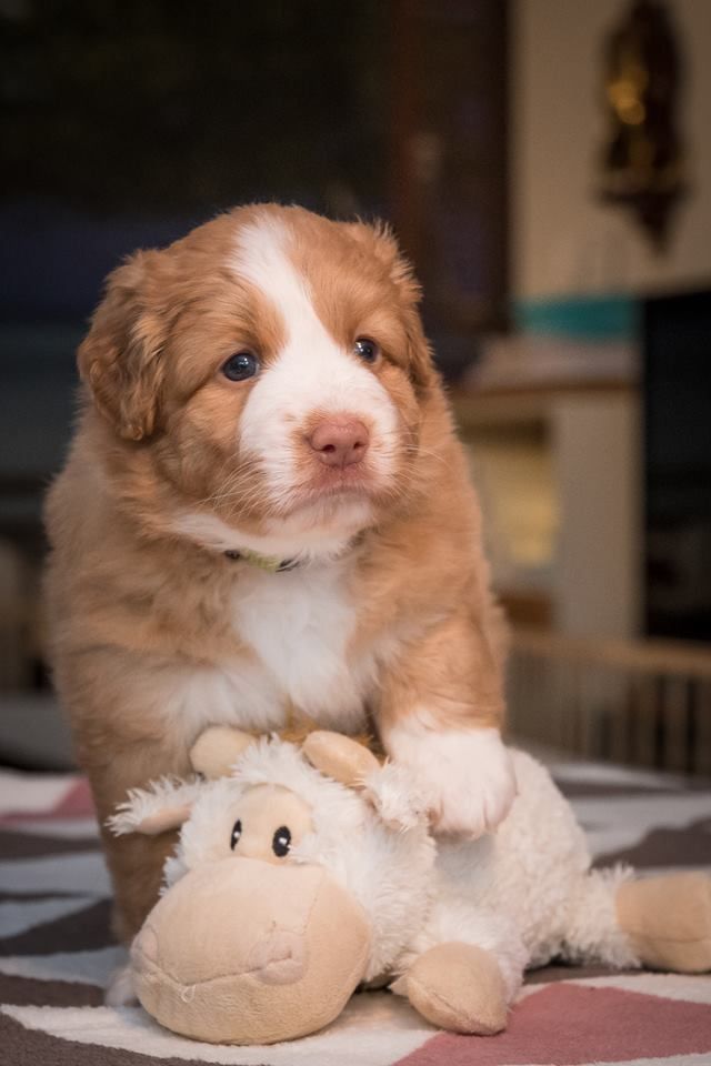 Passion And Fire NSDT Retriever