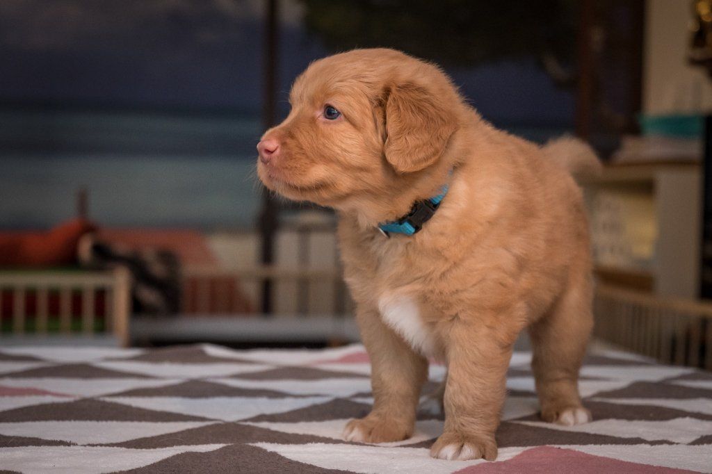 Passion And Fire NSDT Retriever