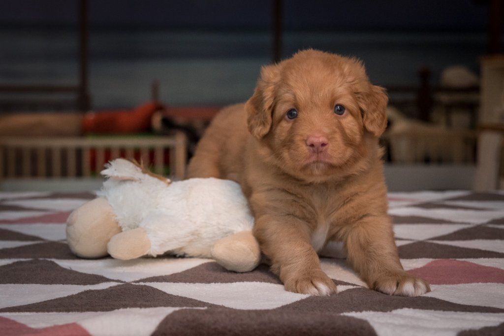 Passion And Fire NSDT Retriever