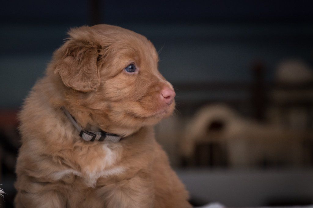 Passion And Fire NSDT Retriever