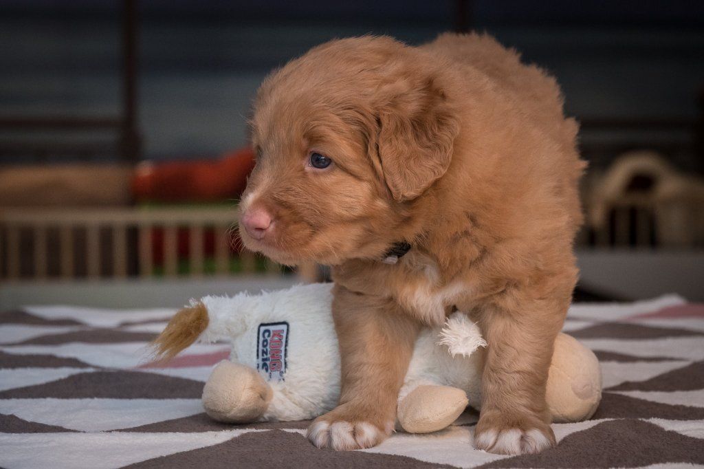 Passion And Fire NSDT Retriever