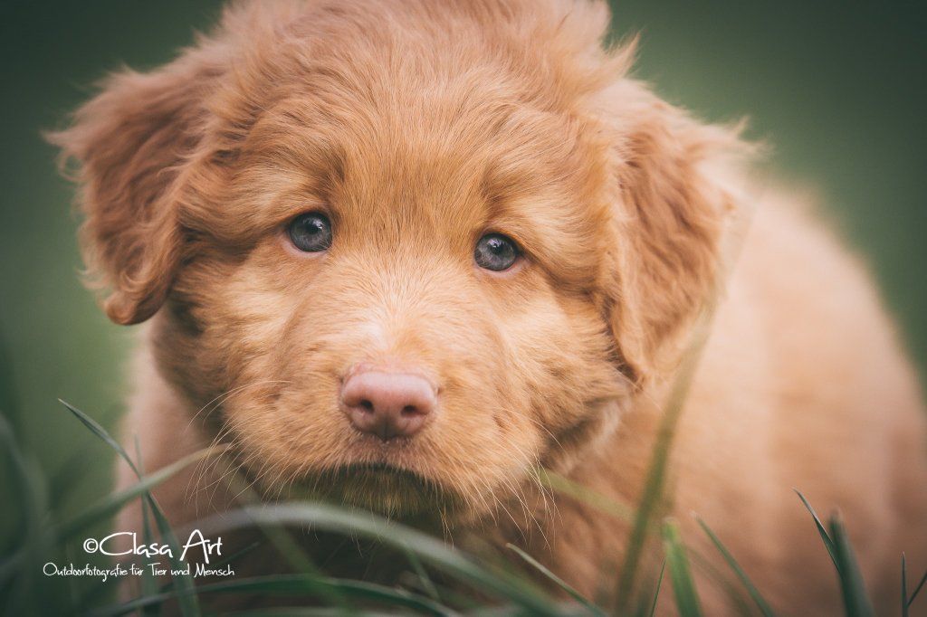 Passion And Fire NSDT Retriever