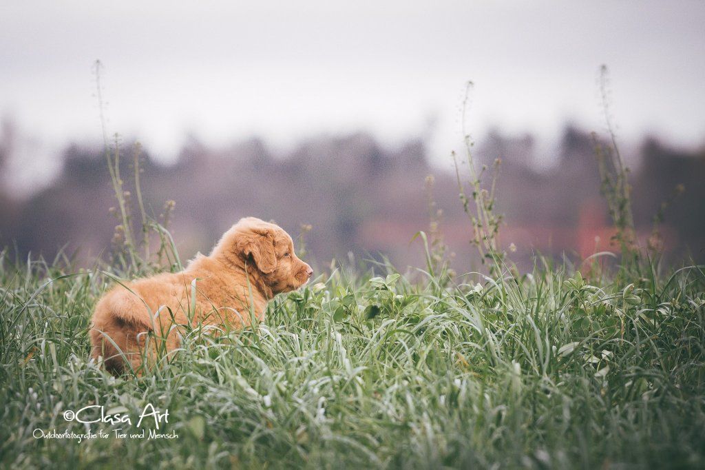 Passion And Fire NSDT Retriever