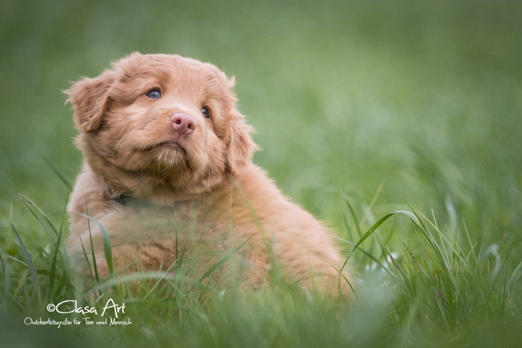 Passion And Fire NSDT Retriever