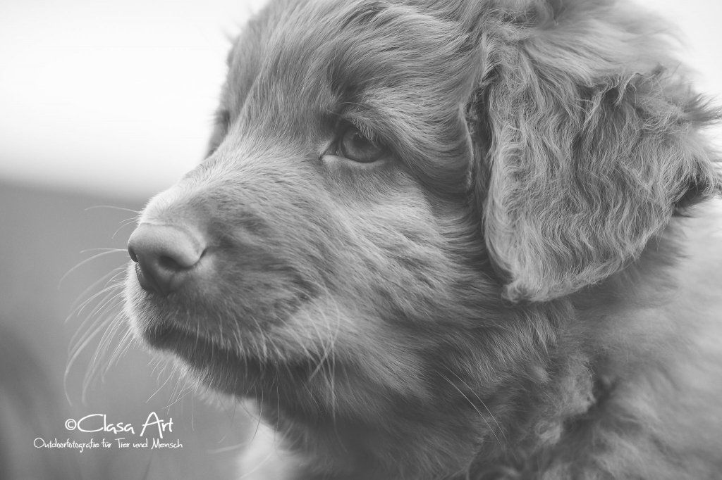 Passion And Fire NSDT Retriever