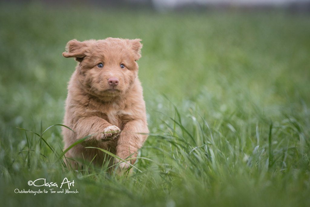 Passion And Fire NSDT Retriever