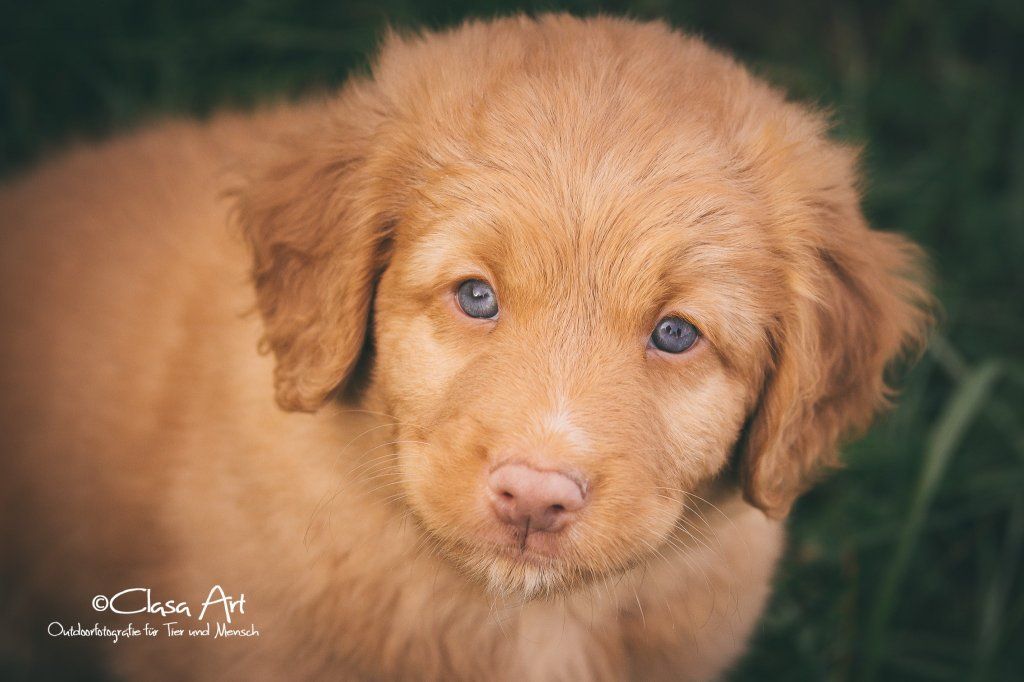 Passion And Fire NSDT Retriever