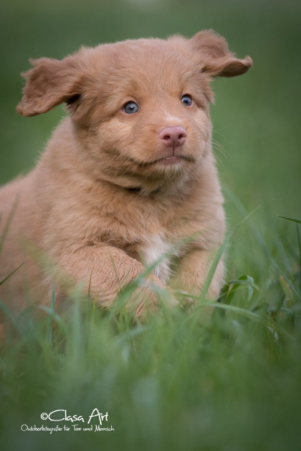 Passion And Fire NSDT Retriever