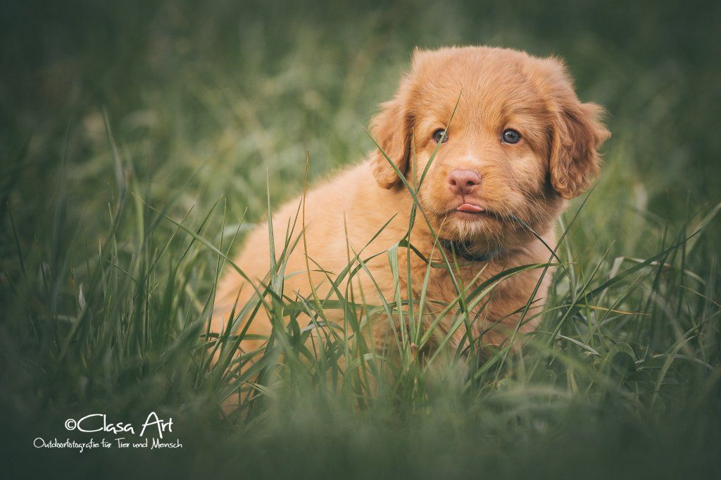 Passion And Fire NSDT Retriever