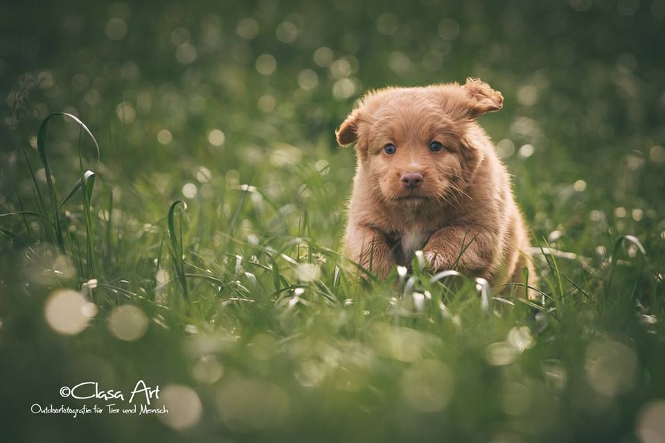 Passion And Fire NSDT Retriever