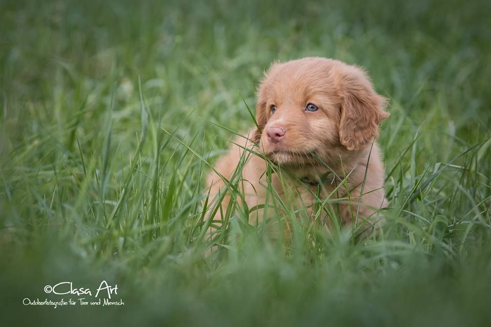 Passion And Fire NSDT Retriever