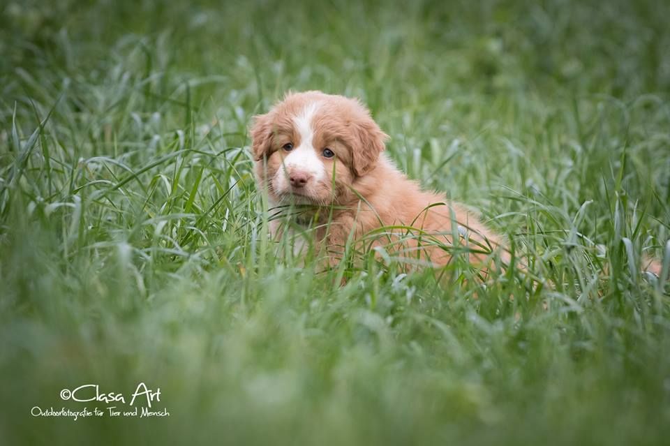 Passion And Fire NSDT Retriever