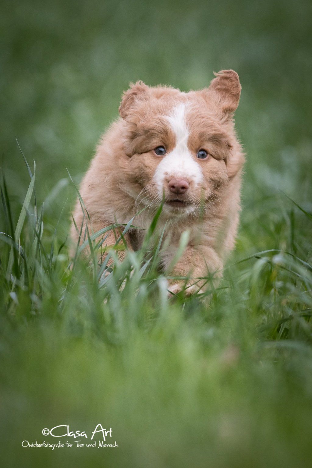 Passion And Fire NSDT Retriever