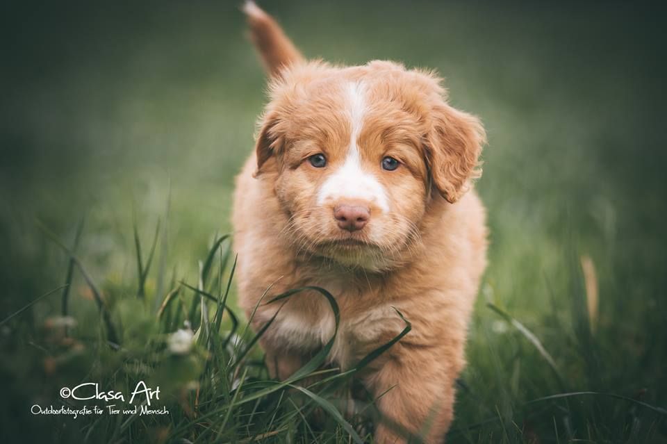 Passion And Fire NSDT Retriever