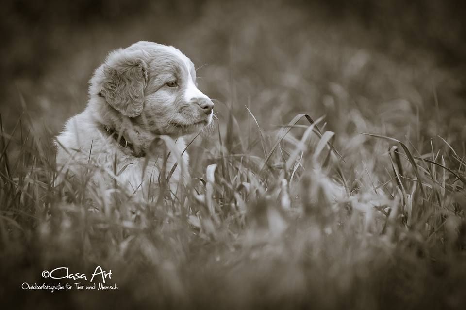 Passion And Fire NSDT Retriever