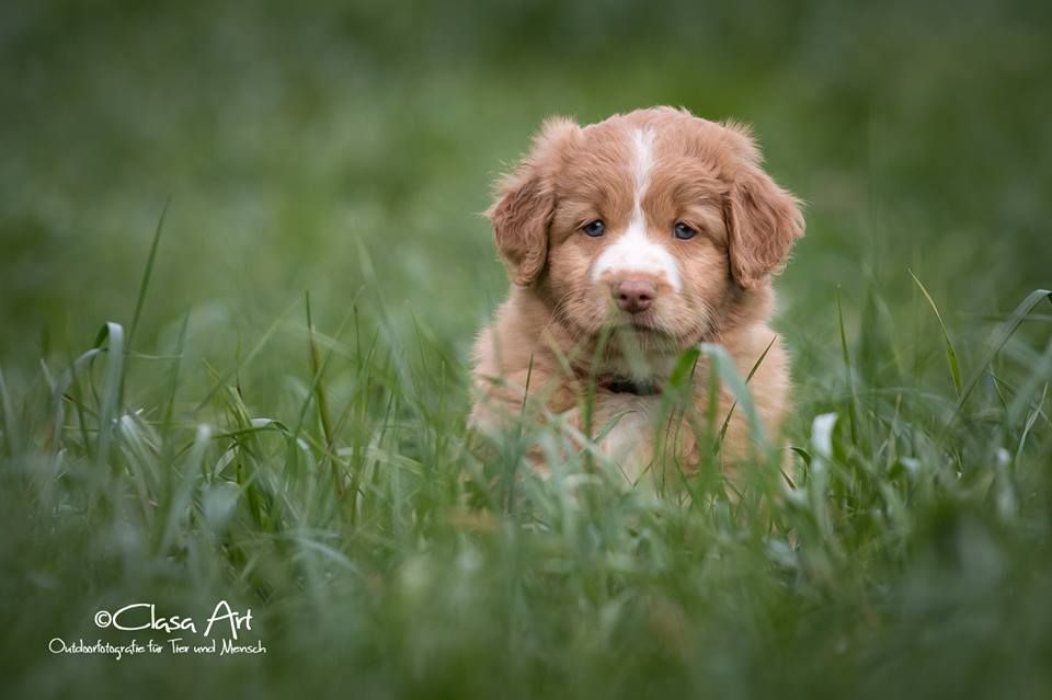 Passion And Fire NSDT Retriever