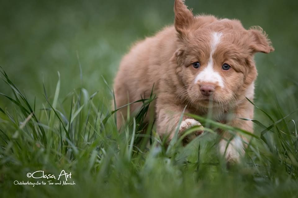 Passion And Fire NSDT Retriever