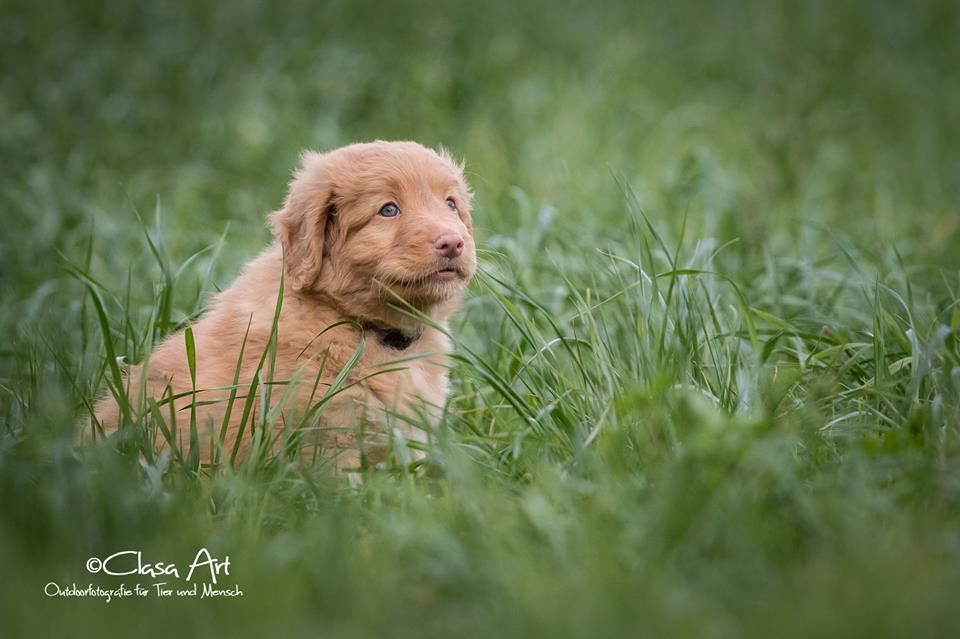 Passion And Fire NSDT Retriever