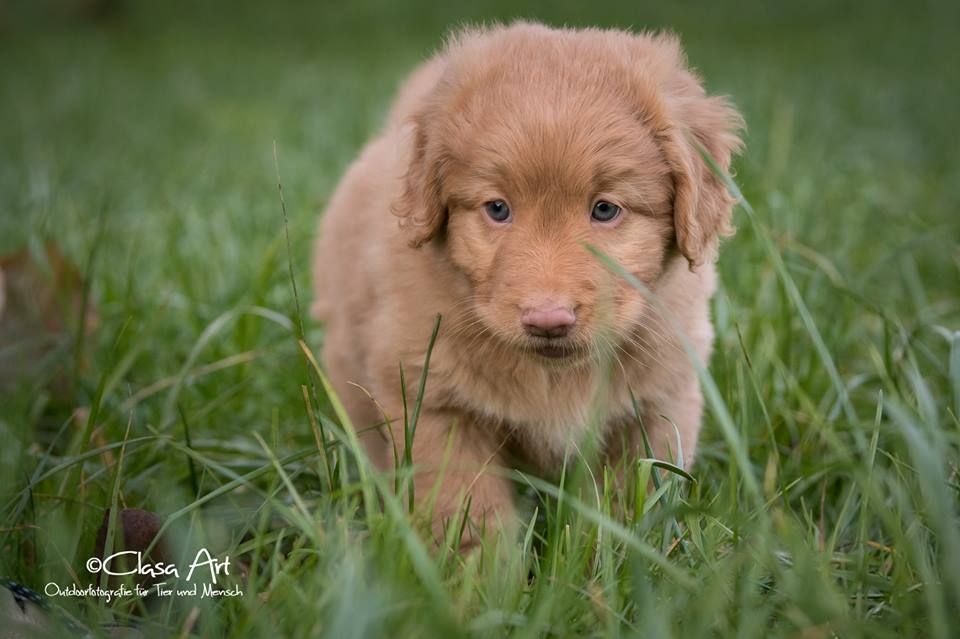 Passion And Fire NSDT Retriever