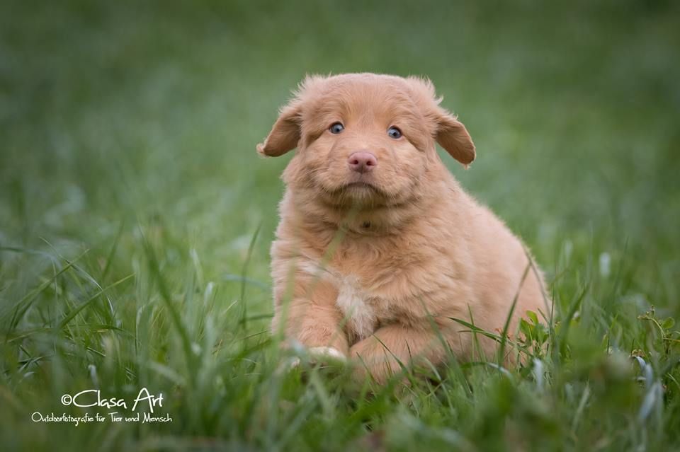 Passion And Fire NSDT Retriever