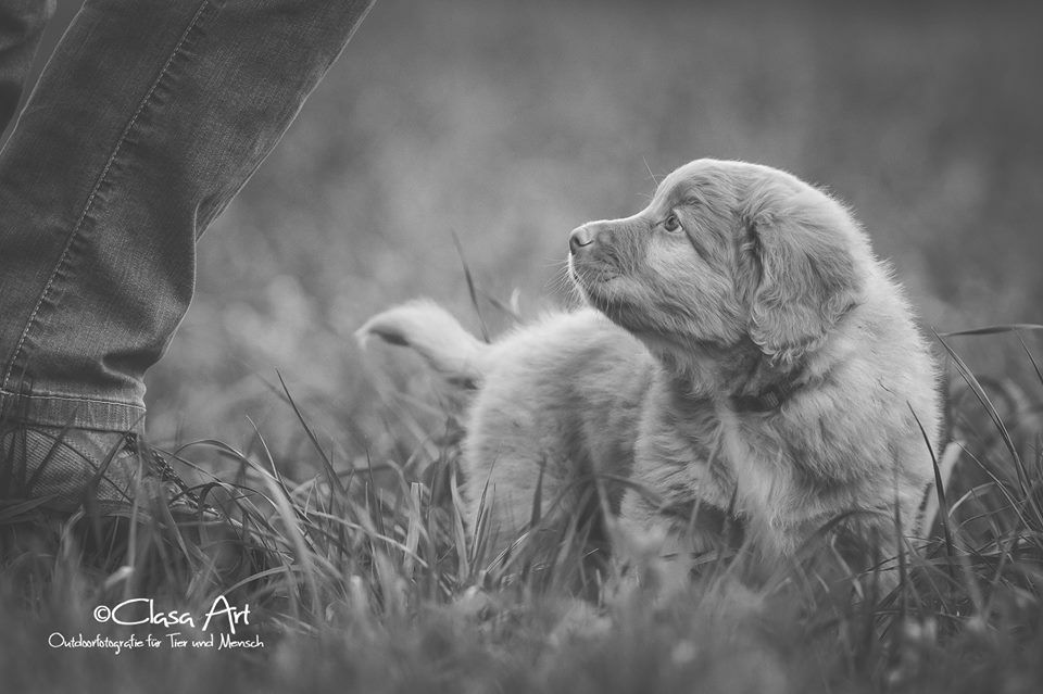 Passion And Fire NSDT Retriever