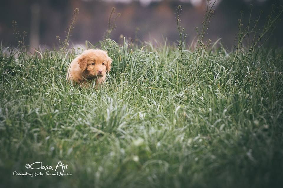 Passion And Fire NSDT Retriever