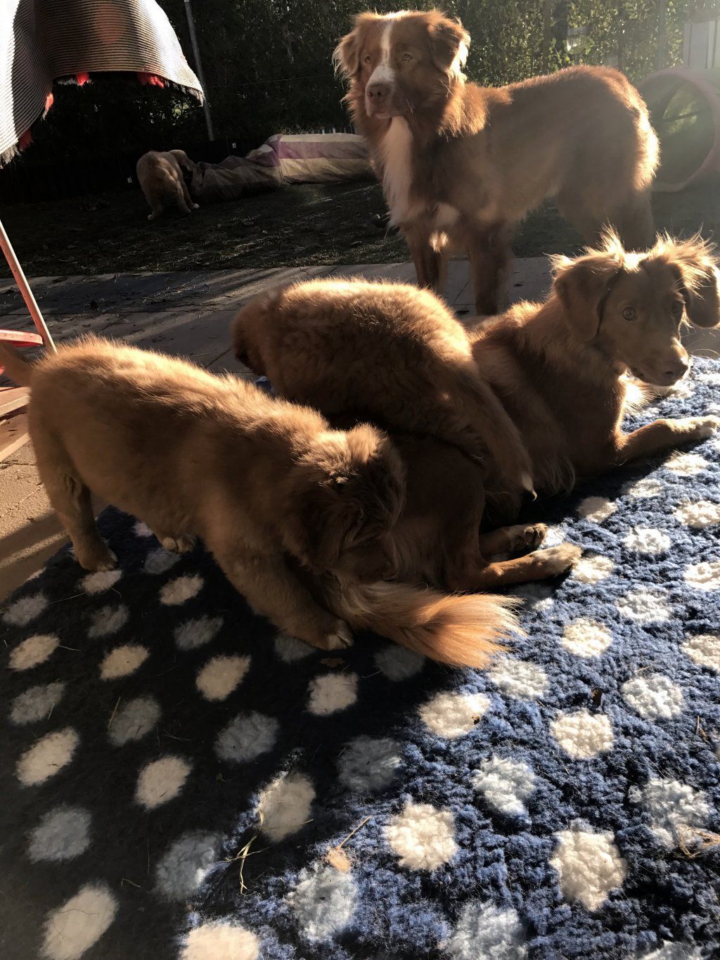 Passion And Fire NSDT Retriever