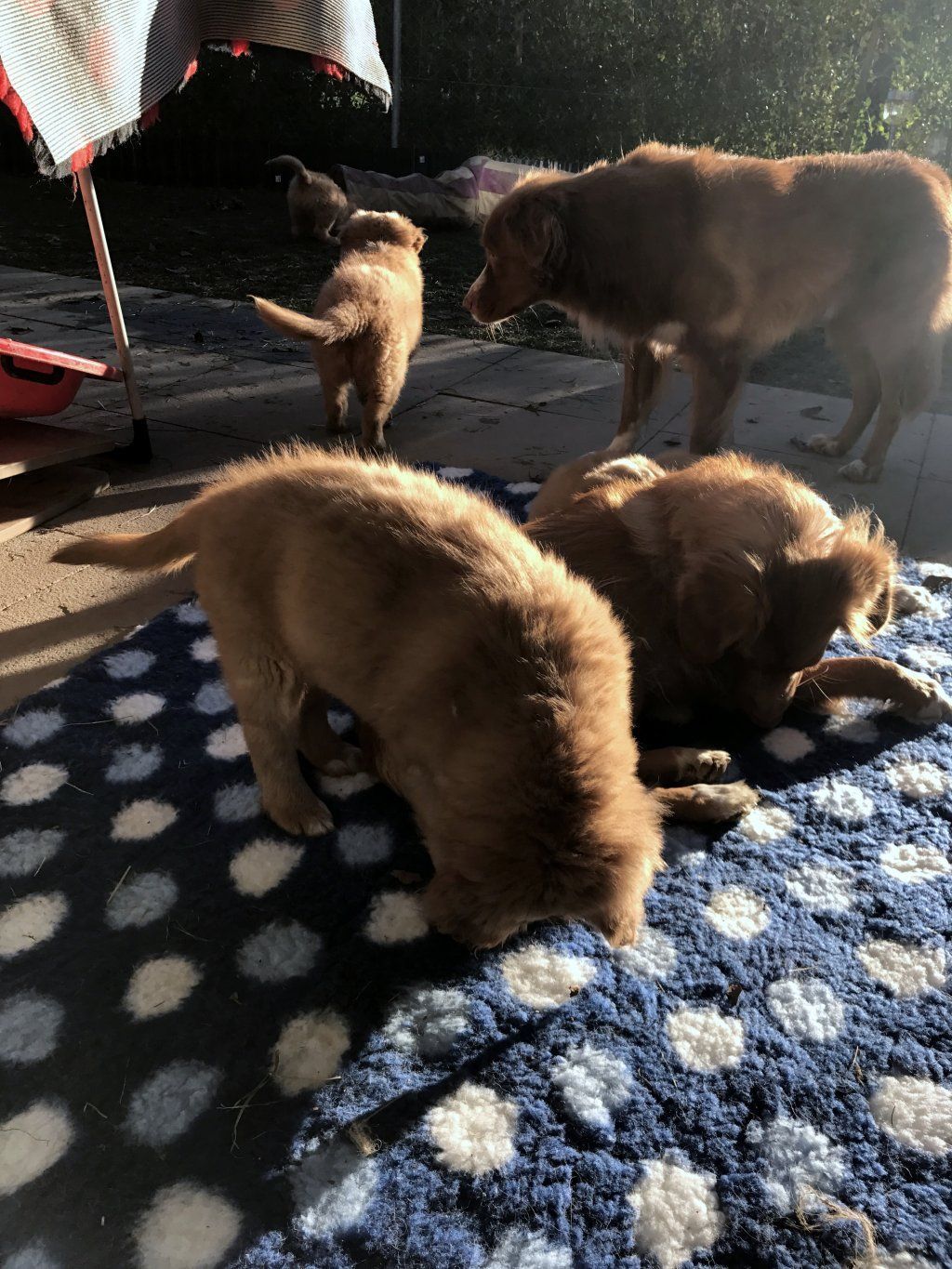 Passion And Fire NSDT Retriever