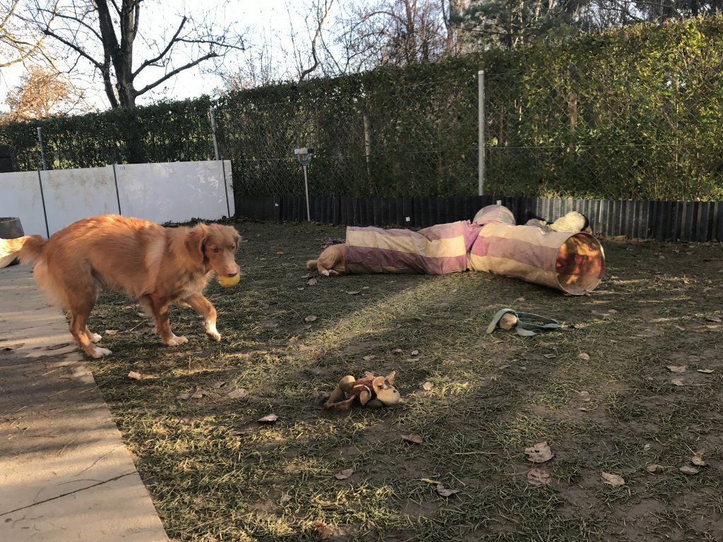 Passion And Fire NSDT Retriever