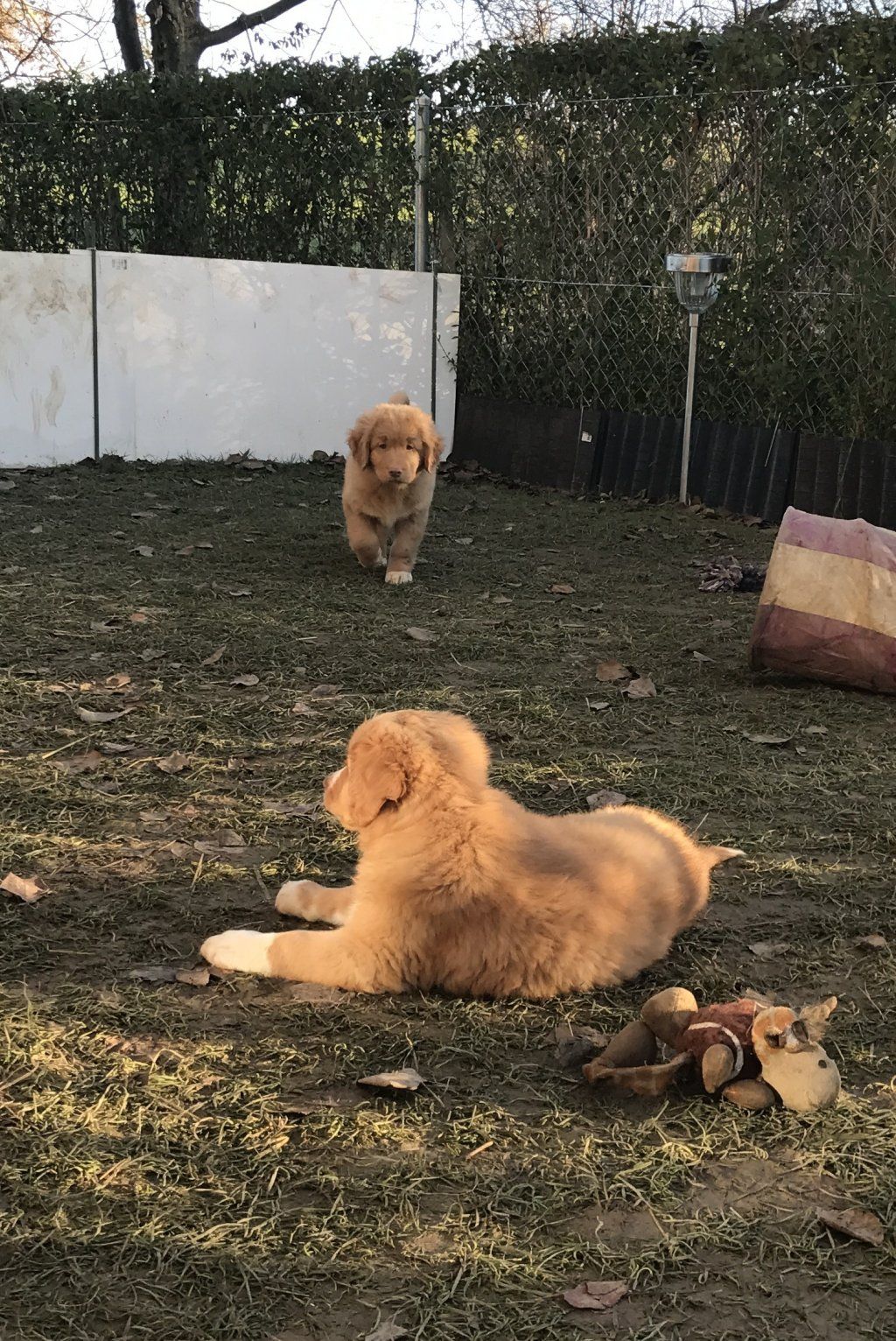 Passion And Fire NSDT Retriever