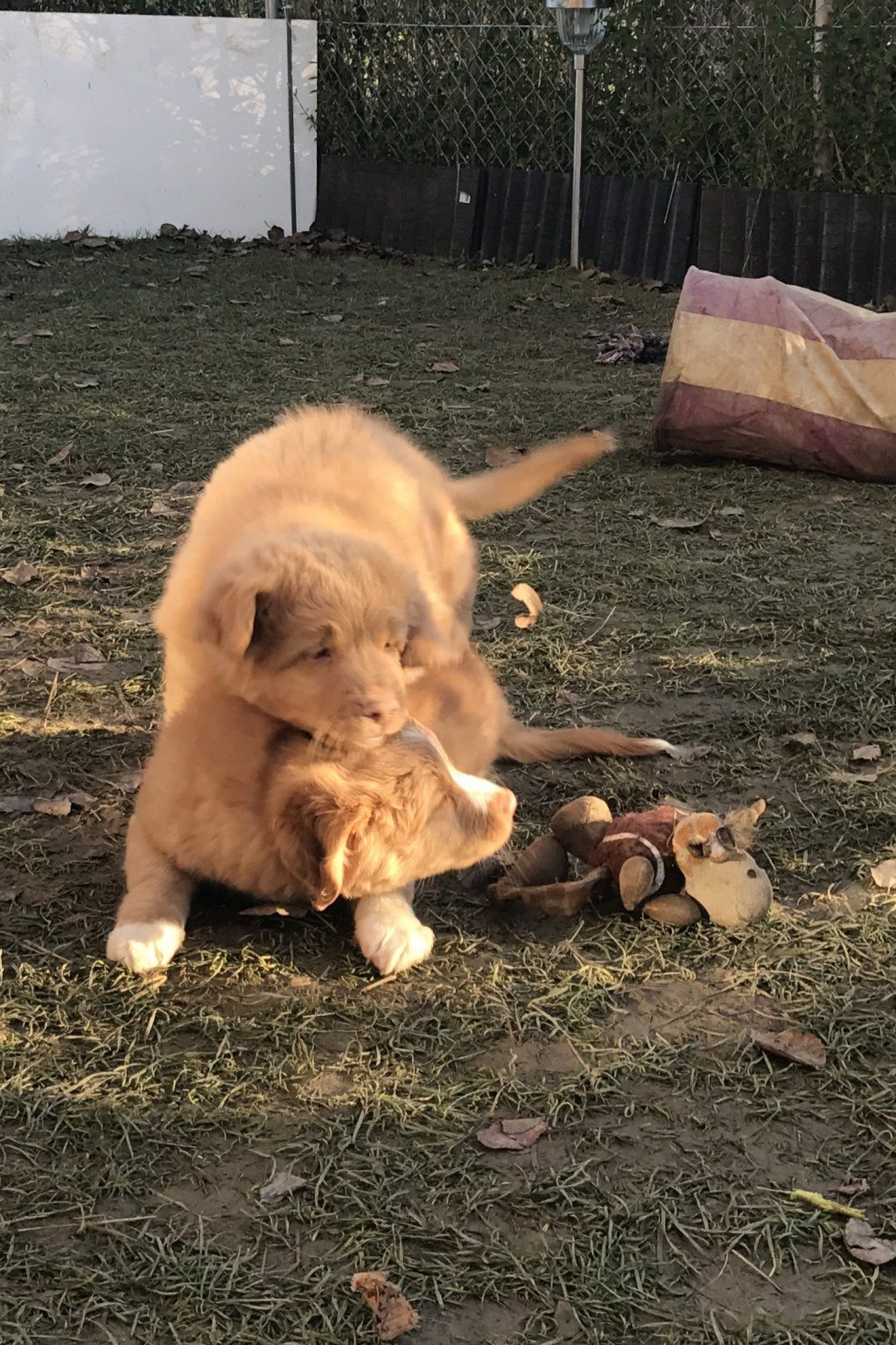 Passion And Fire NSDT Retriever