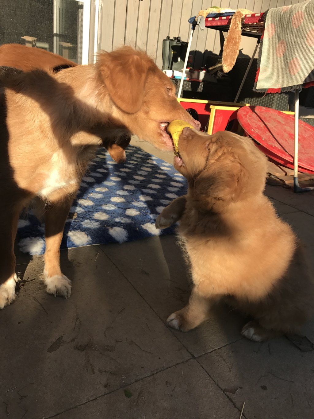 Passion And Fire NSDT Retriever