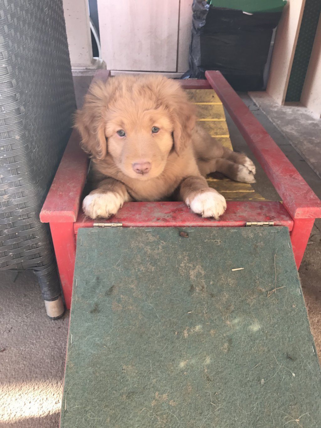 Passion And Fire NSDT Retriever