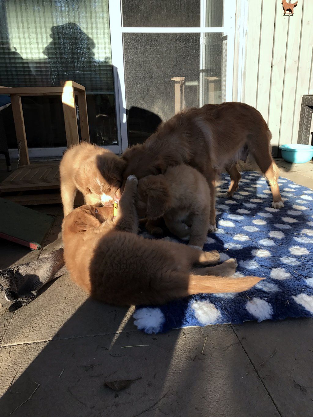 Passion And Fire NSDT Retriever