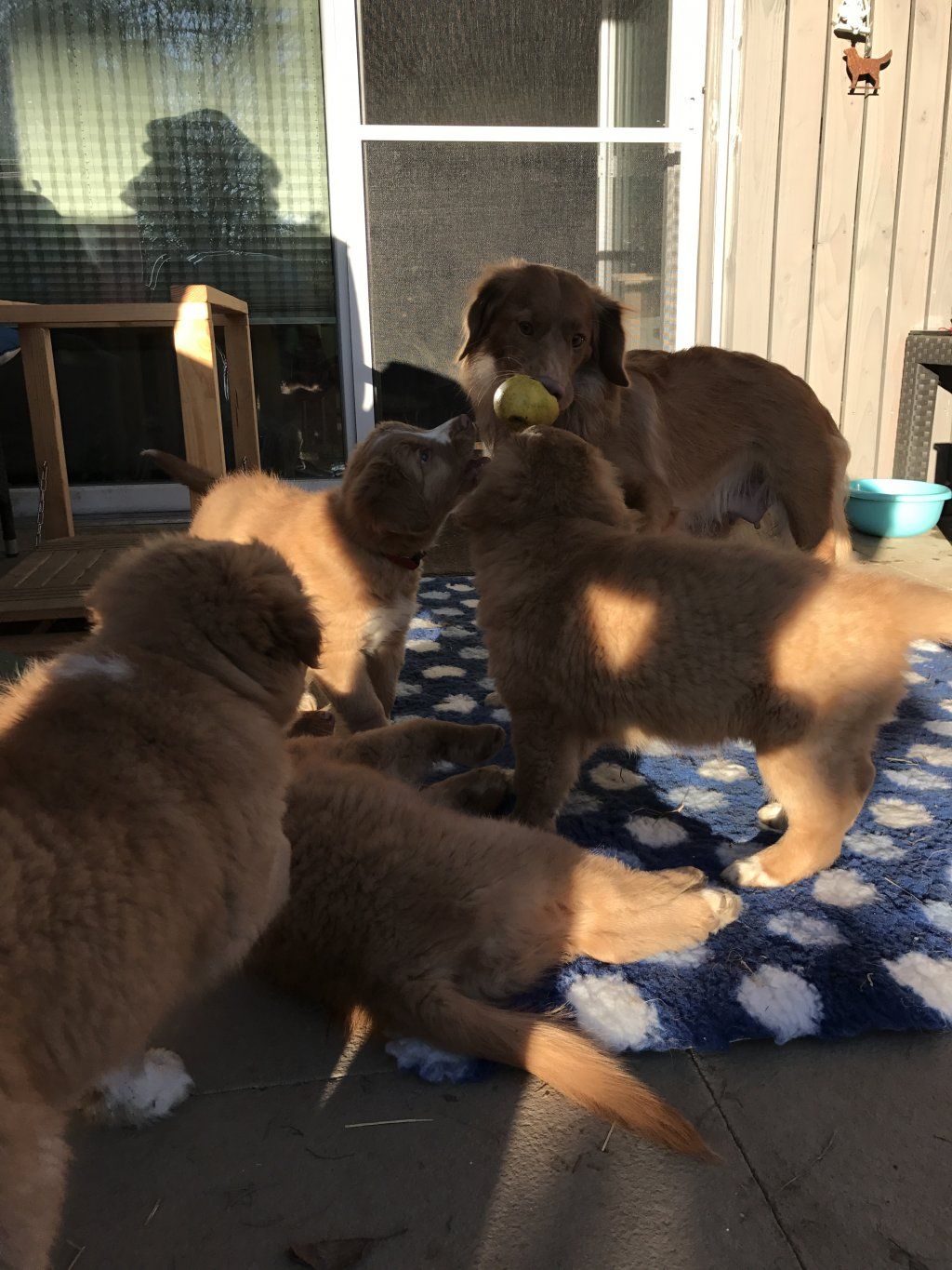 Passion And Fire NSDT Retriever