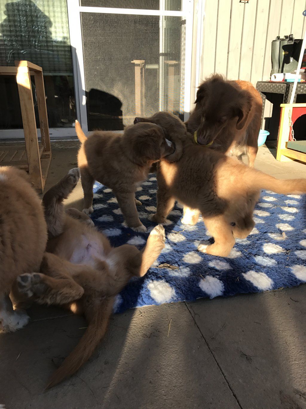 Passion And Fire NSDT Retriever