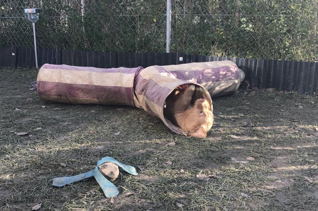 Passion And Fire NSDT Retriever