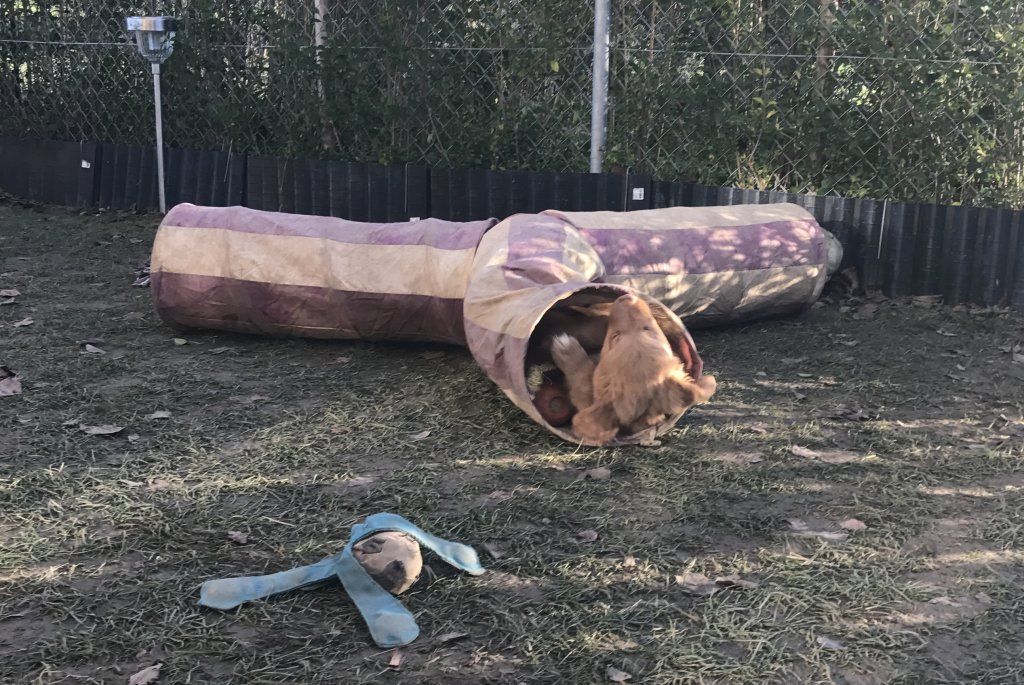 Passion And Fire NSDT Retriever