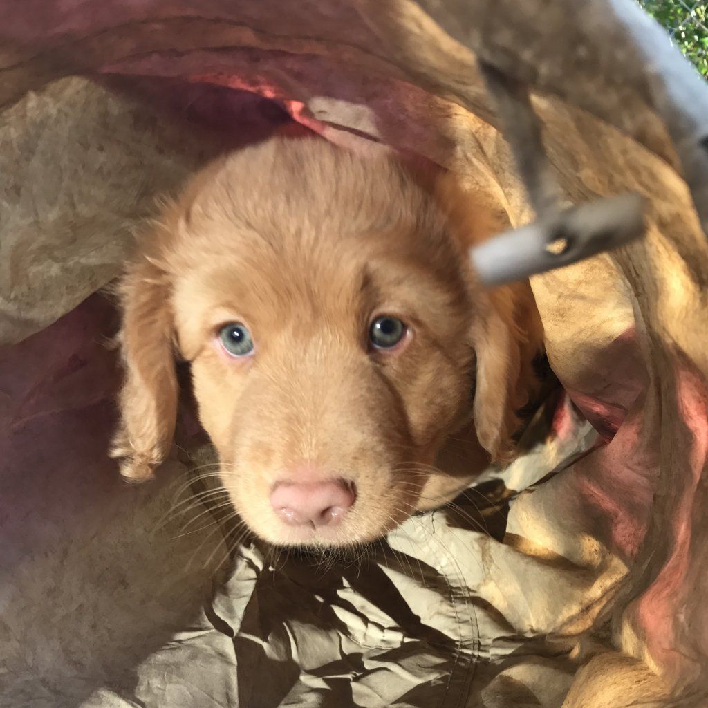 Passion And Fire NSDT Retriever