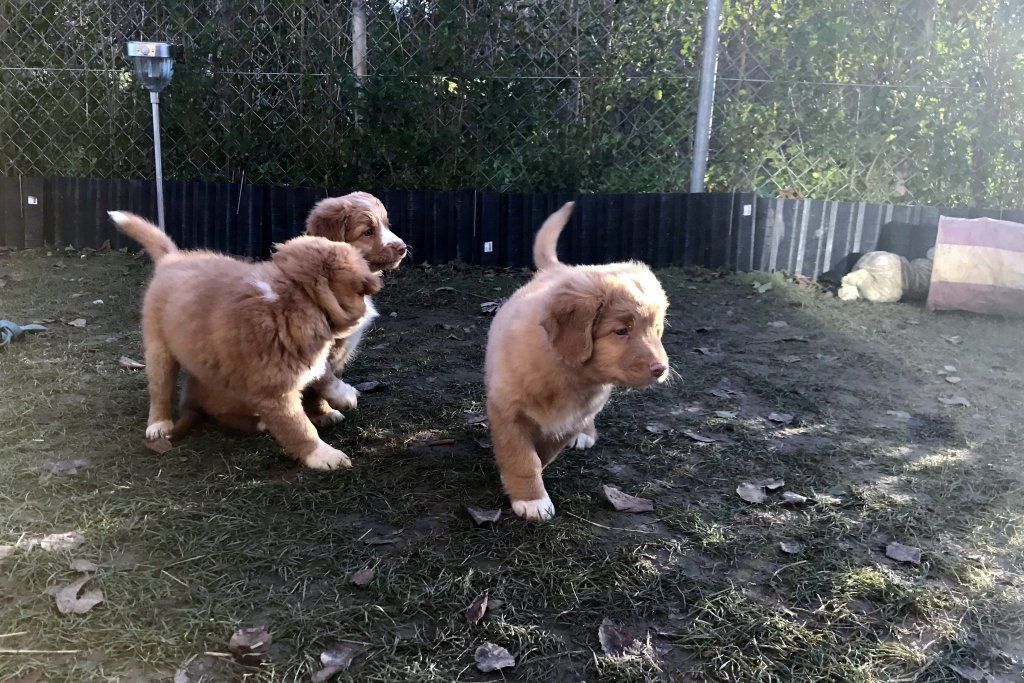 Passion And Fire NSDT Retriever